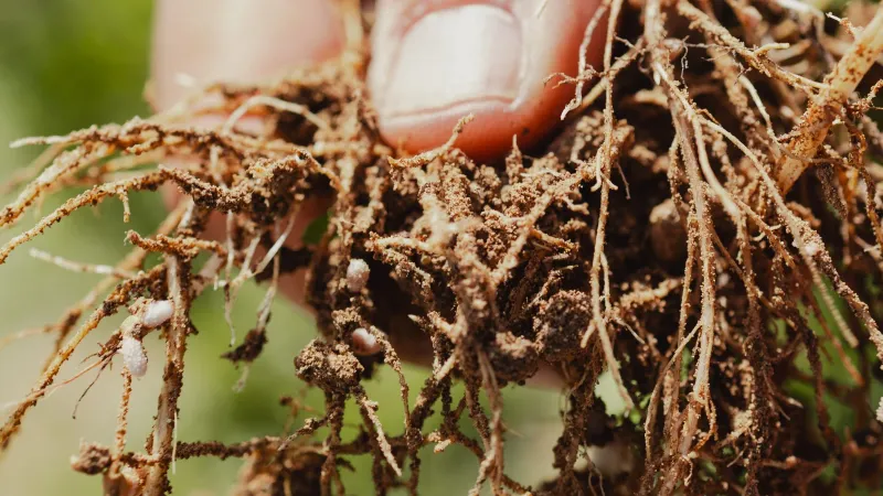 Check the Roots for Rot