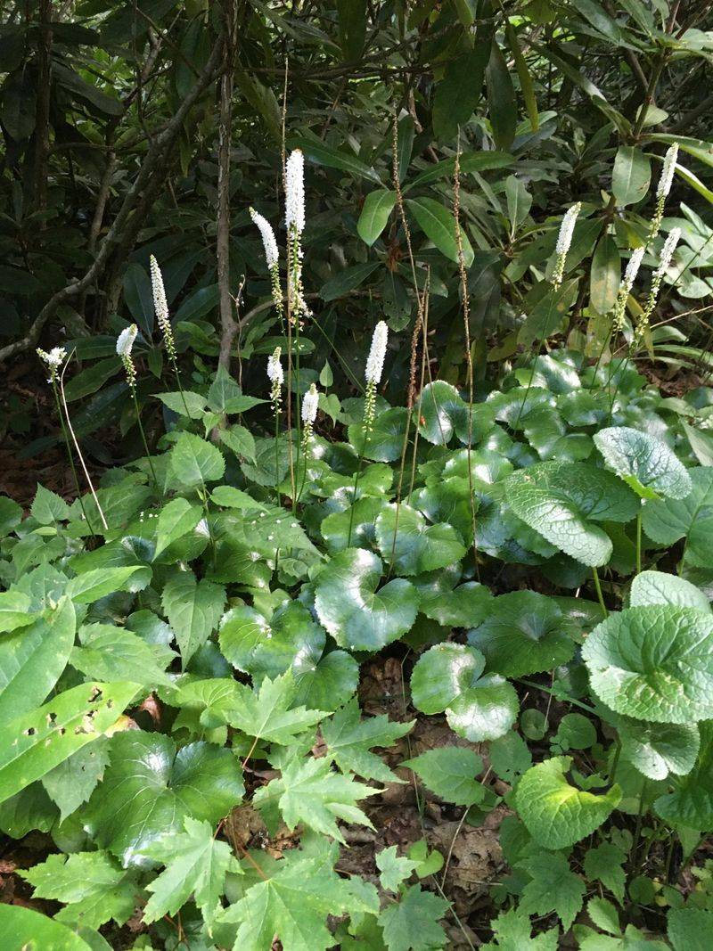 Galax (Galax urceolata)