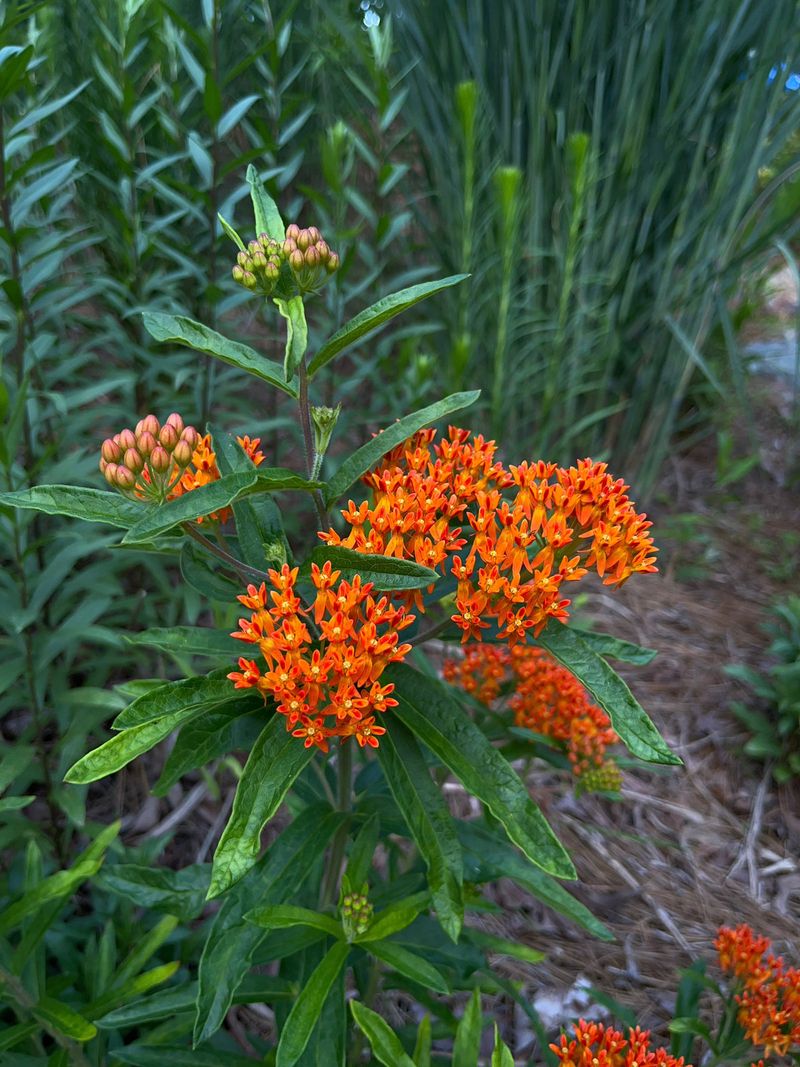 Milkweed (Asclepias spp.)