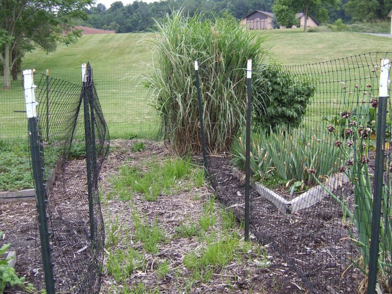 Remove Hiding Spots and Cover Near the Garden