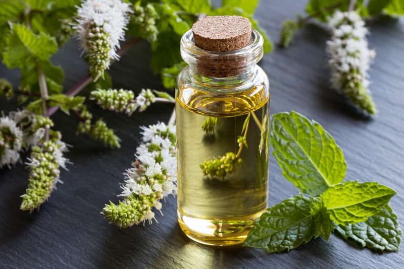 Peppermint Oil