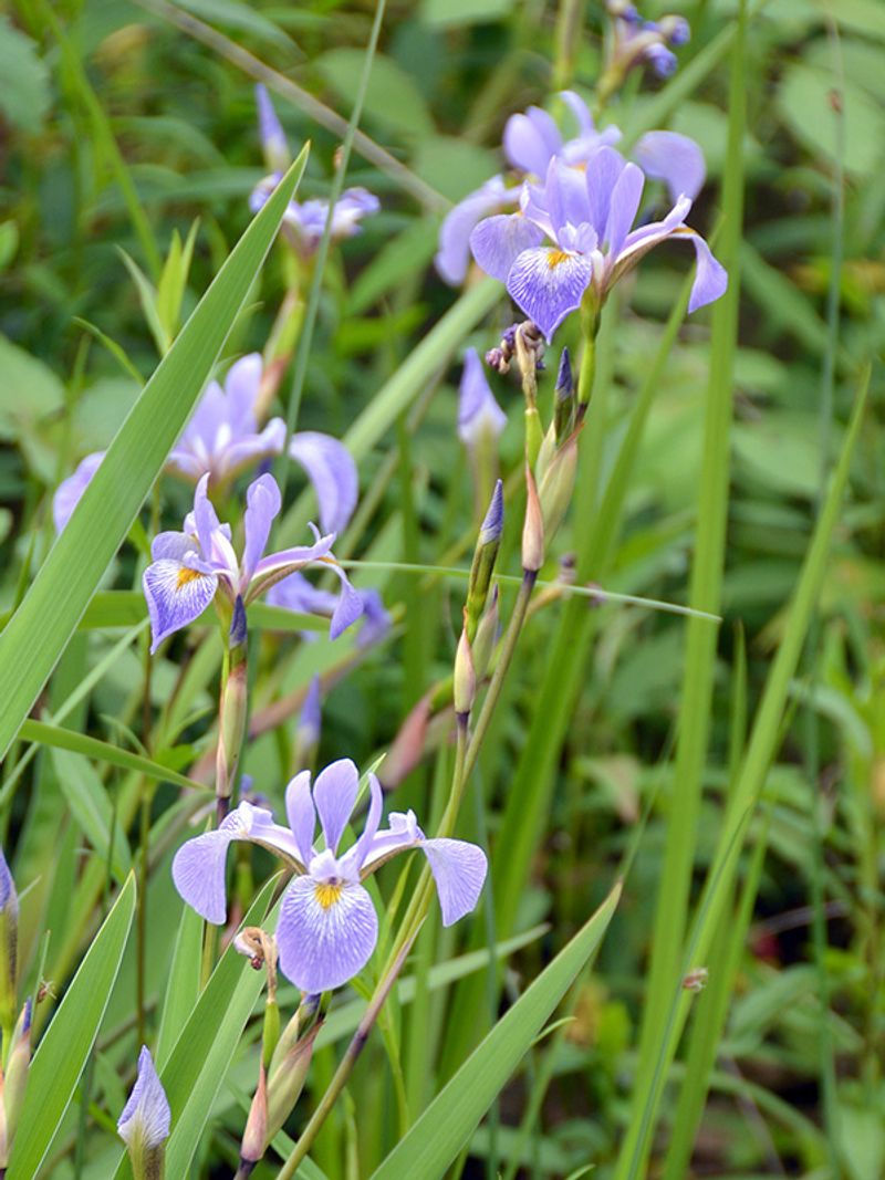 Southern Blue Flag Iris (Iris virginica)