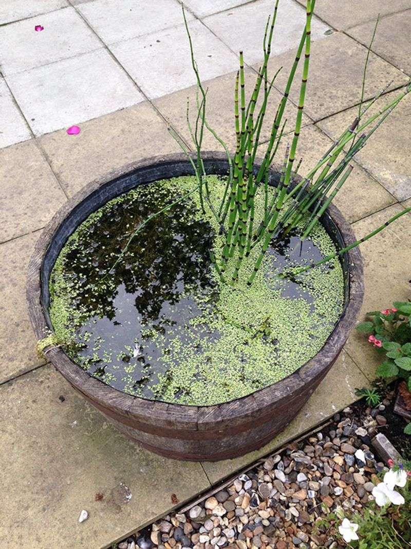 Prepare the water and let local wildlife arrive on its own