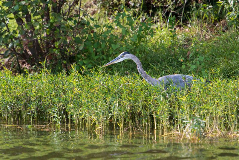 Treat the heron as a clue, not a verdict
