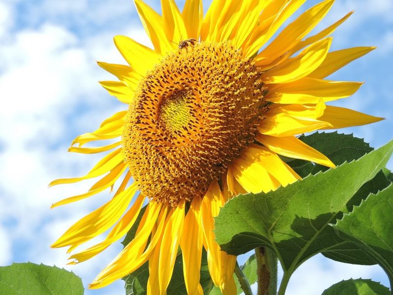 Sunflower (Helianthus annuus)