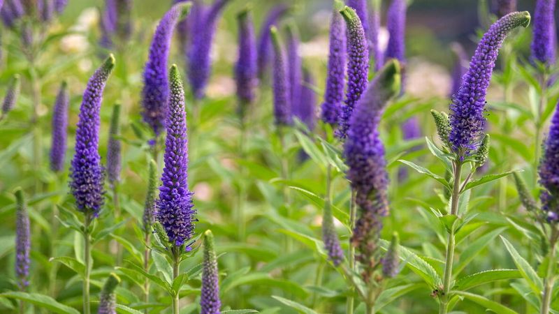 Veronica (Speedwell)
