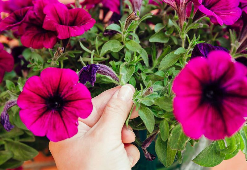 Pinch Regularly for Bushier Growth