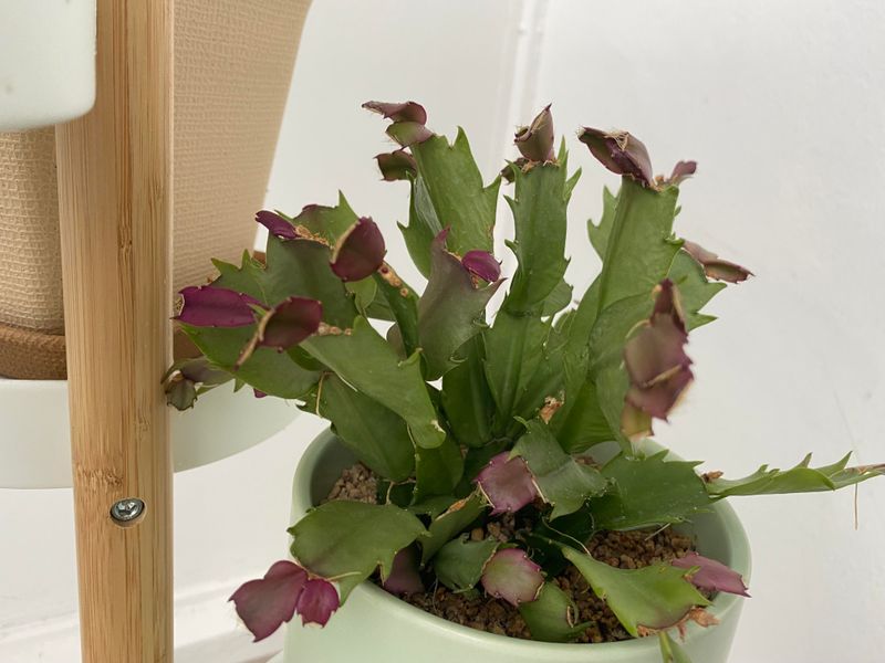 Ease back on watering without drying the plant out