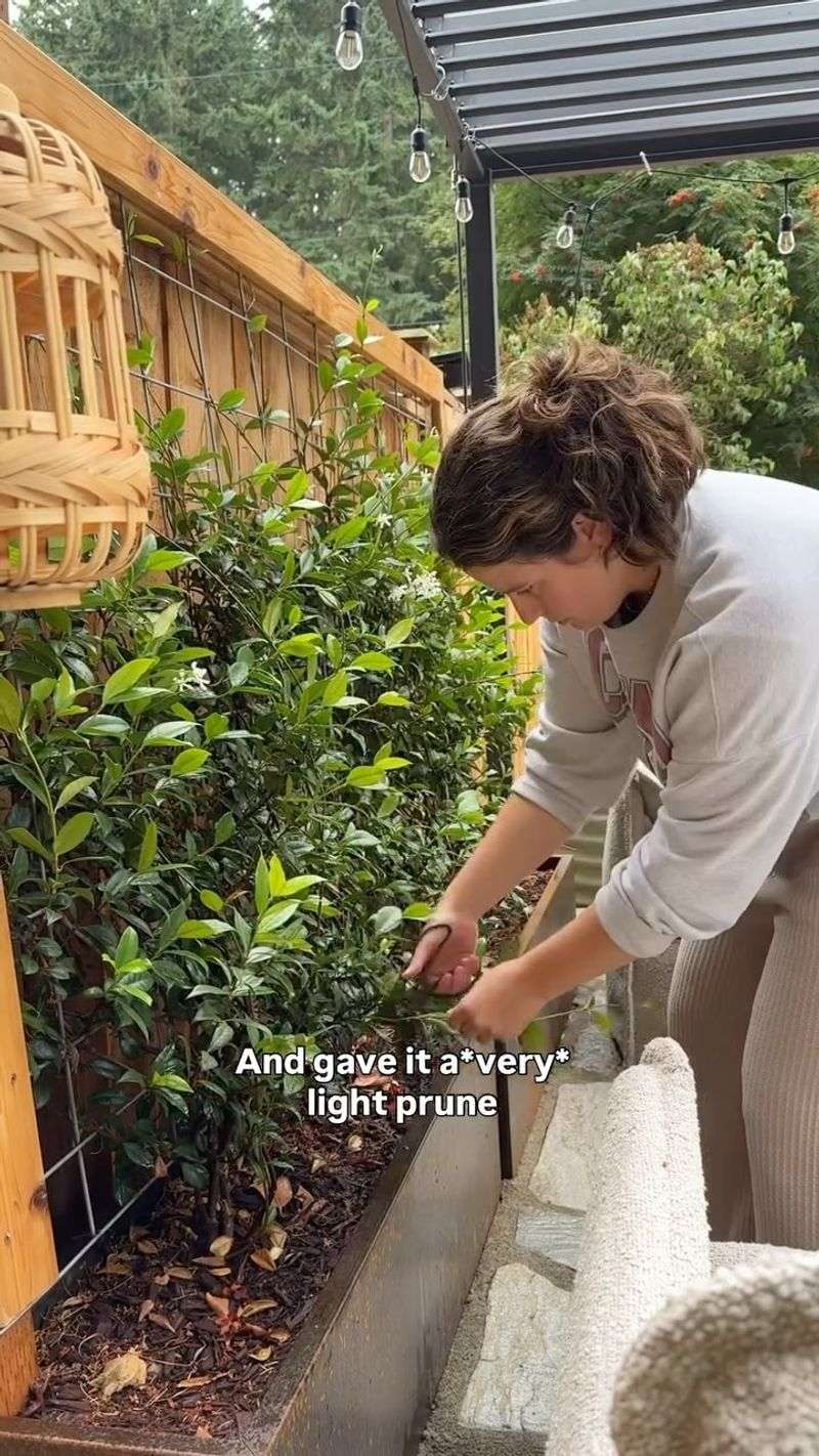 Time Pruning to Protect the Next Flowering Display