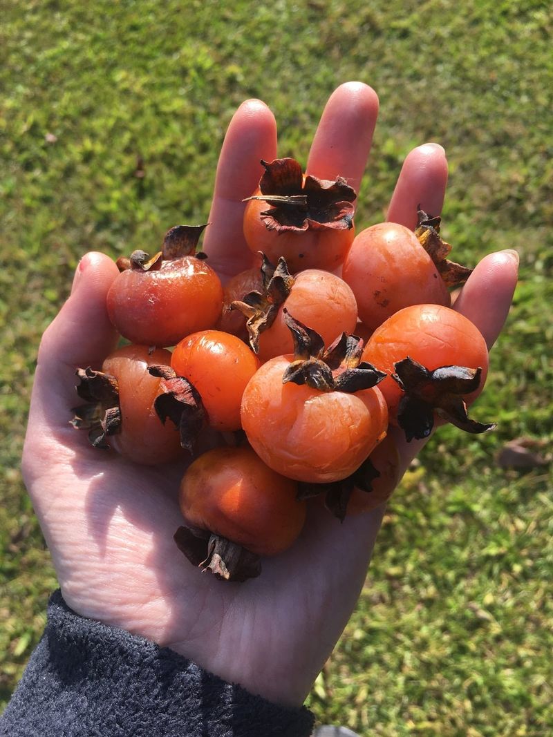 Pick persimmons when they are soft and ripe