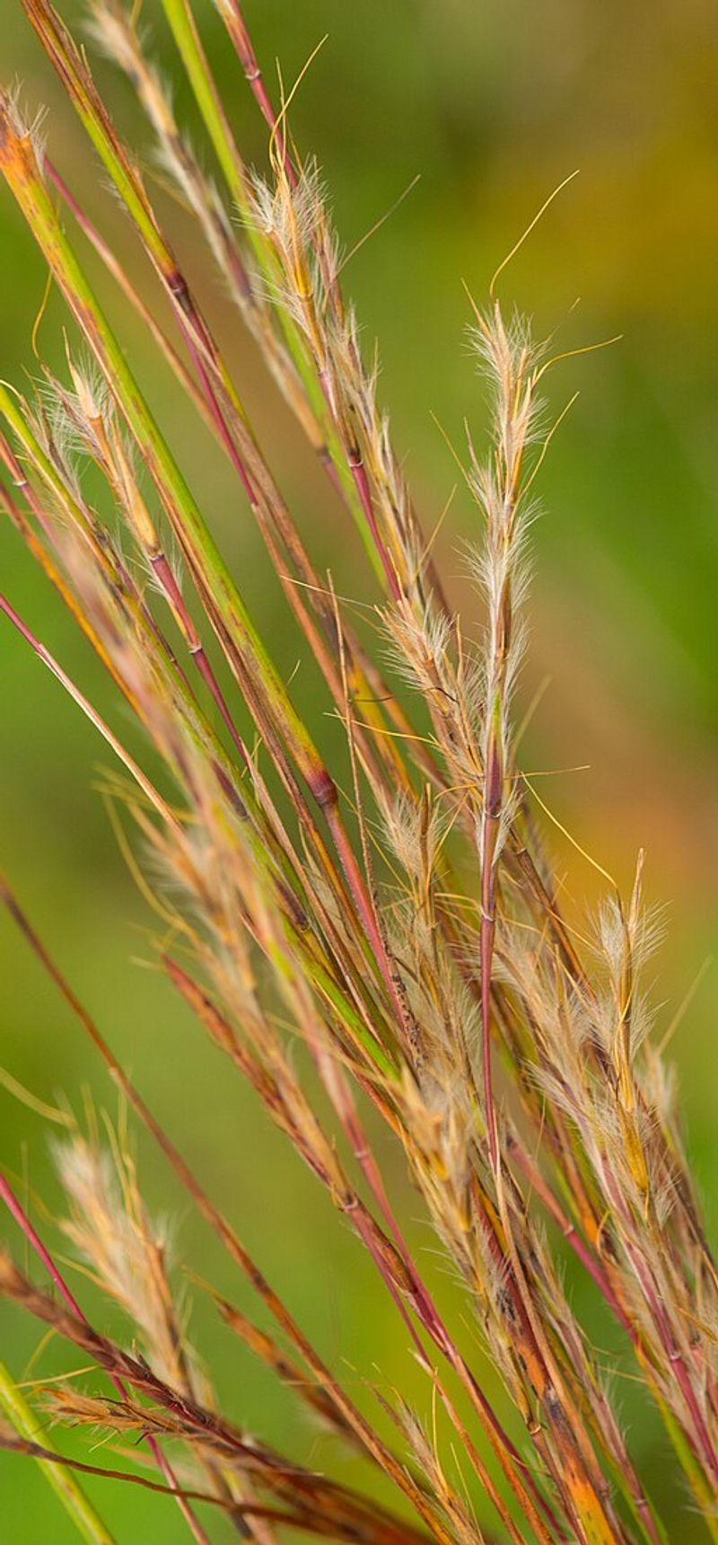 Little Bluestem (Schizachyrium scoparium)