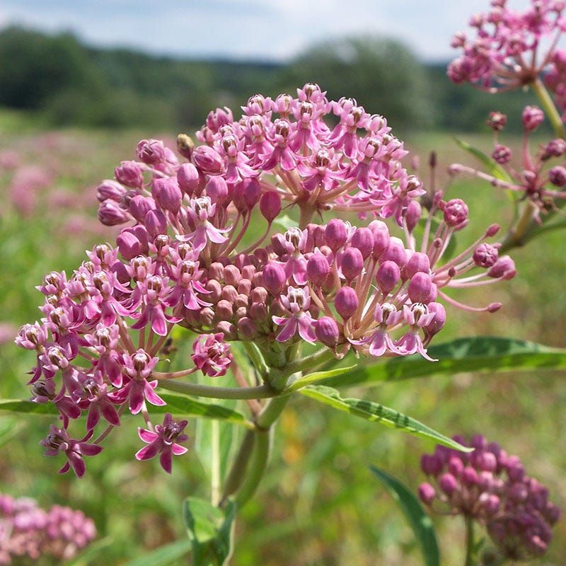 Swamp Milkweed (Asclepias incarnata)