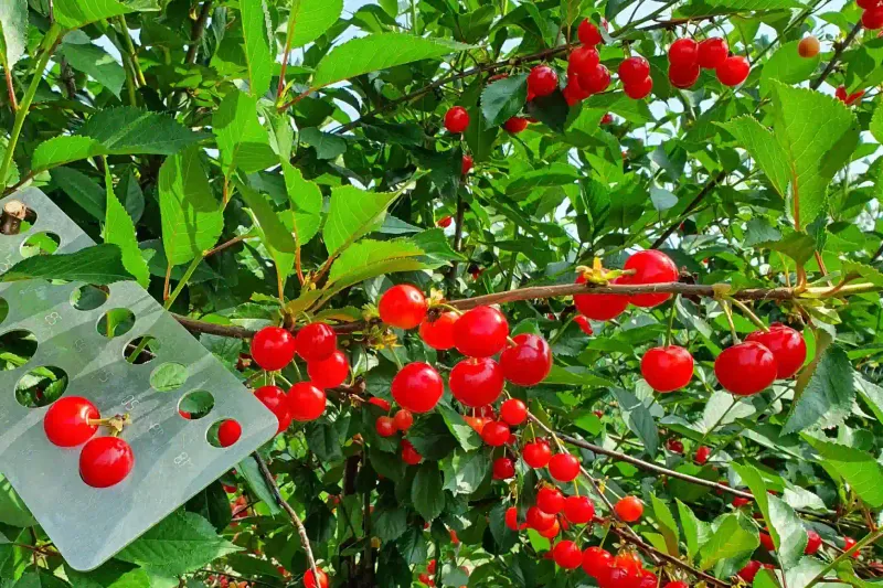 Sour Cherry (Prunus cerasus)