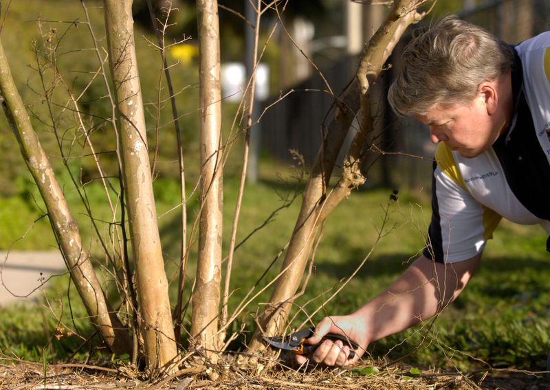 Remove unwanted shoots while they are young