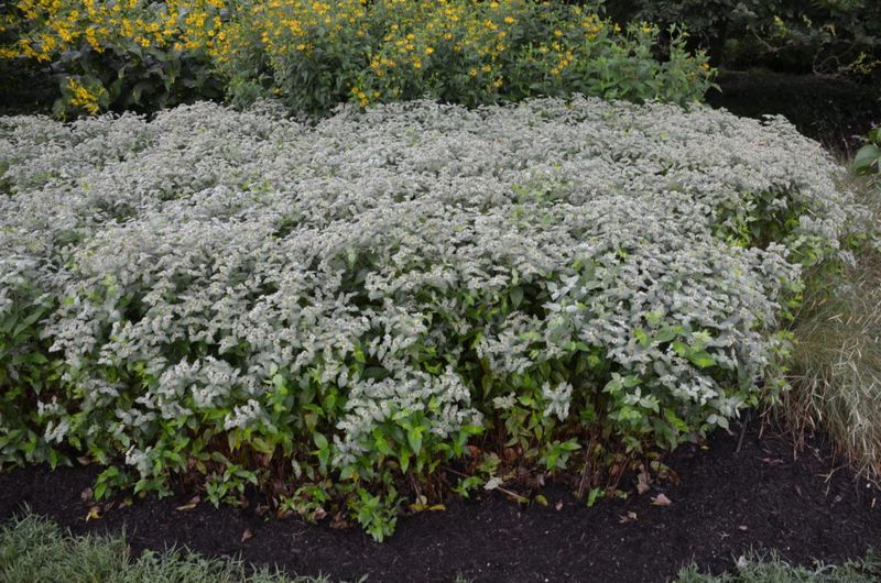 Control its spread and protect useful existing vegetation