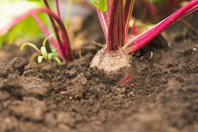 Late August is a regional target, not a statewide beet deadline