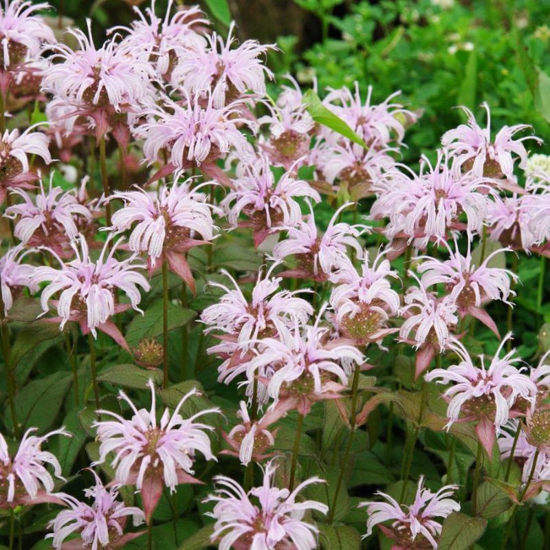 Bee Balm