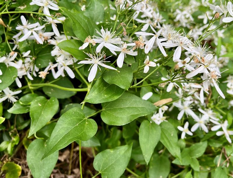 Sweet Autumn Clematis (Clematis terniflora)