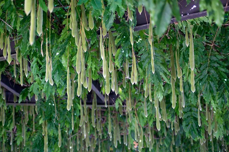Keep seeds and pods away from curious mouths