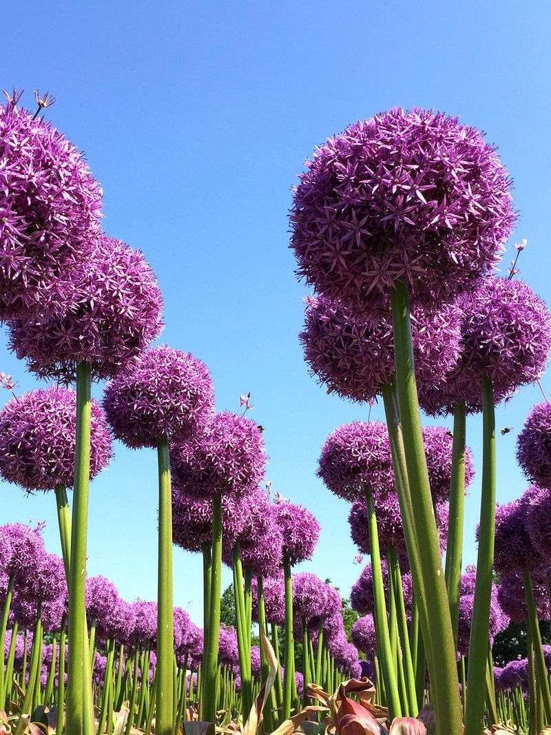 Alliums