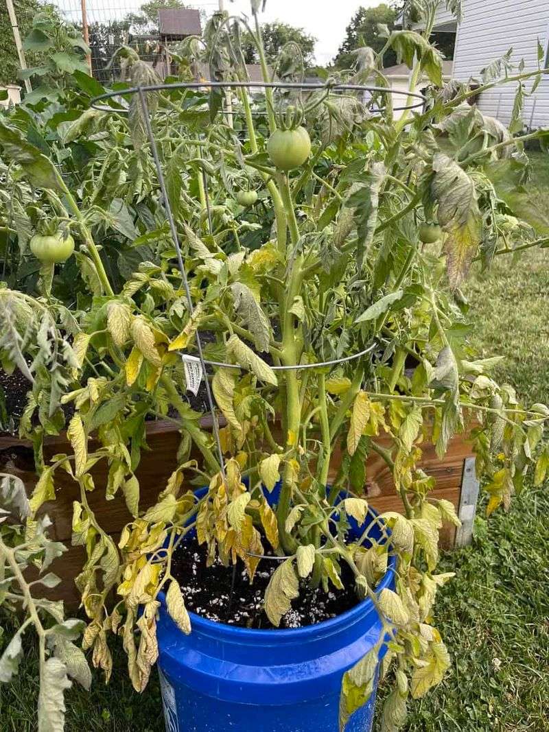 Inconsistent Watering