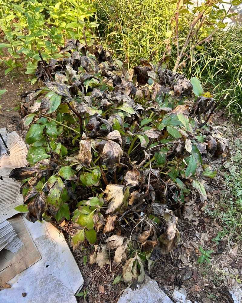 When to cut herbaceous peonies back