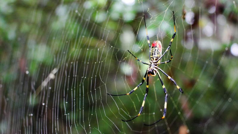 What Leaving the Web Alone Does—and Does Not—Mean