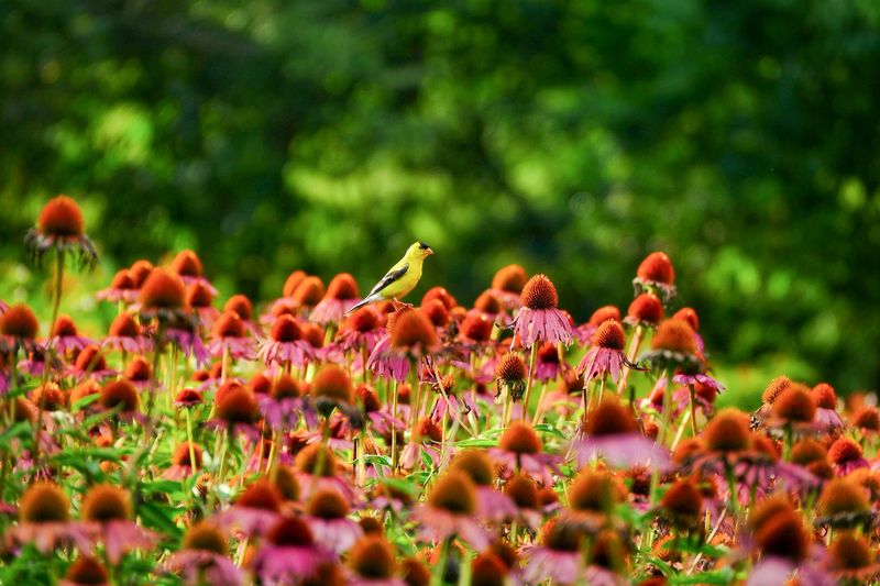 Know What NC Law Actually Says About HOAs and Native Plants