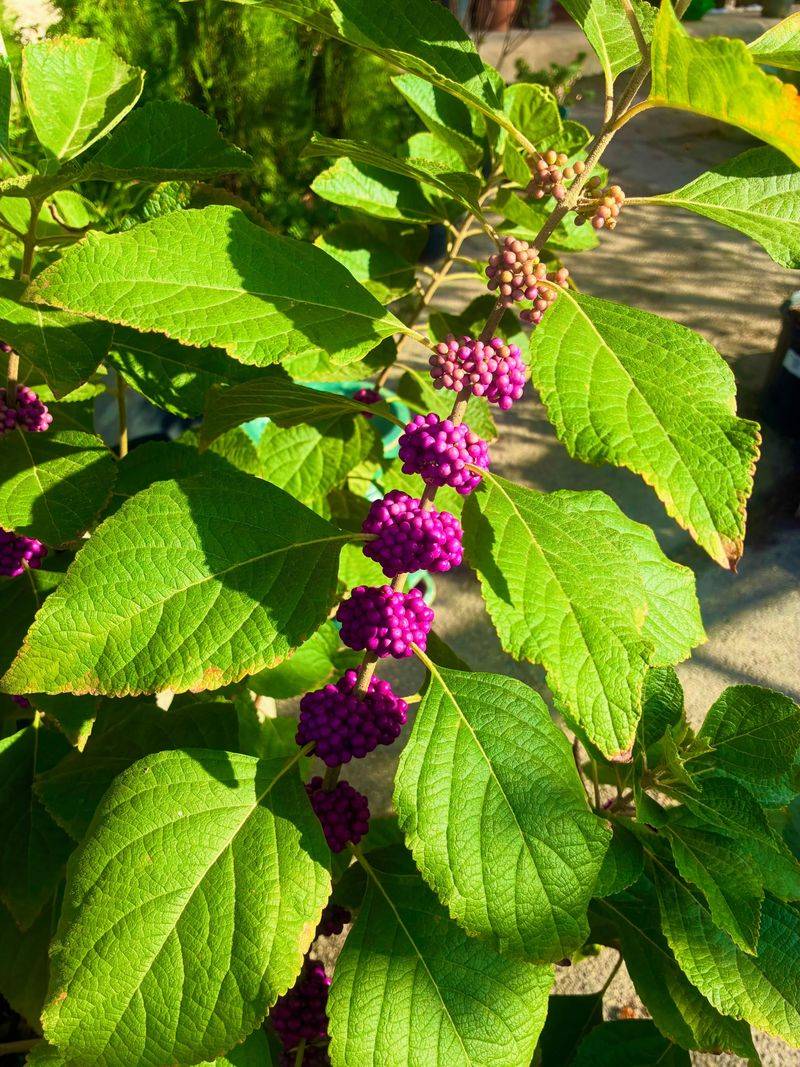 The documented family remedy came from Mississippi