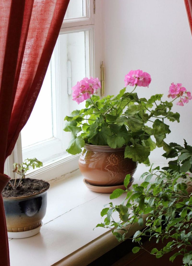 Bring Them Indoors Before the First Frost Hits