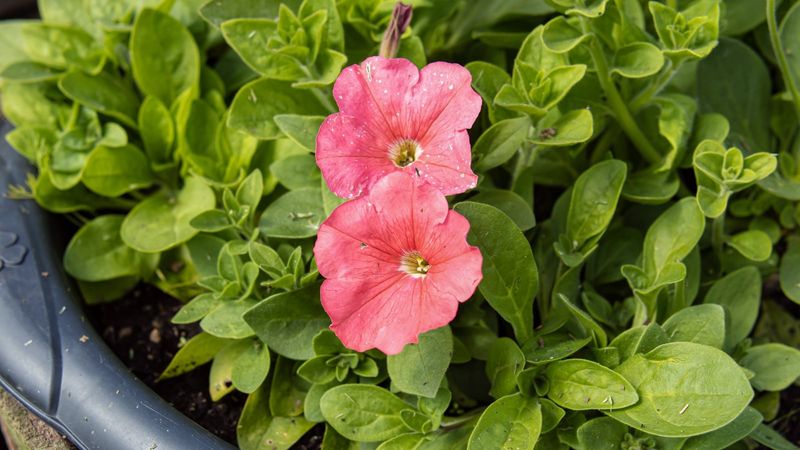 Using a Fertilizer Too High in Nitrogen