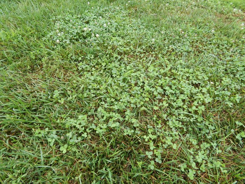 Treat established clover as a separate decision
