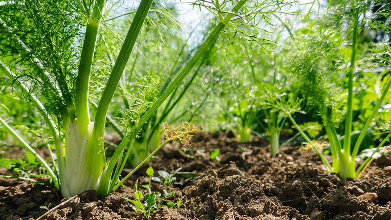 Fennel