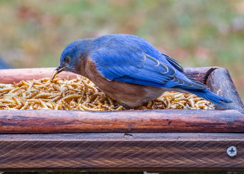 Eastern Bluebird