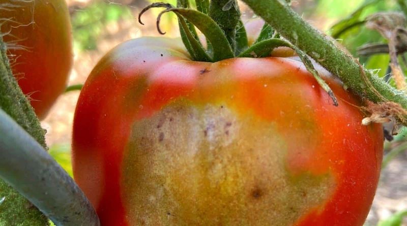 More sunlight on fruit is not the same as a bigger harvest