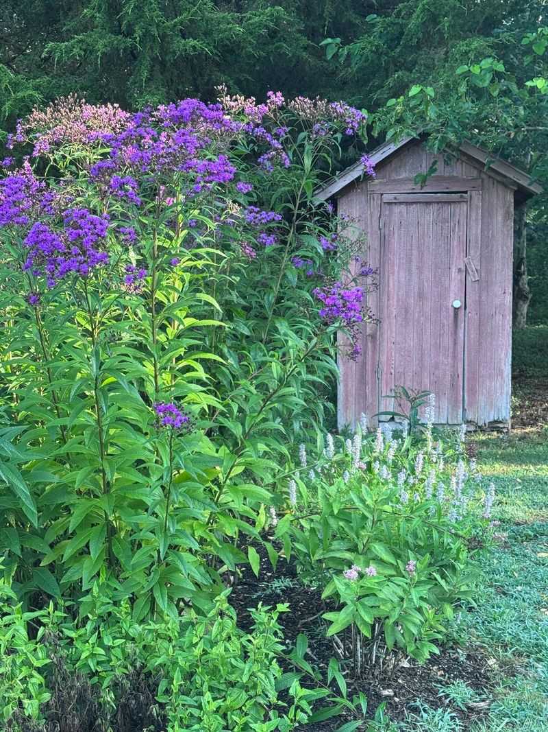 New York Ironweed (Vernonia noveboracensis)