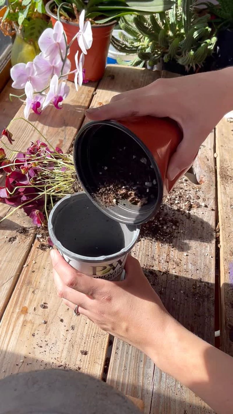 Water Only When The Soil Is Halfway Dry