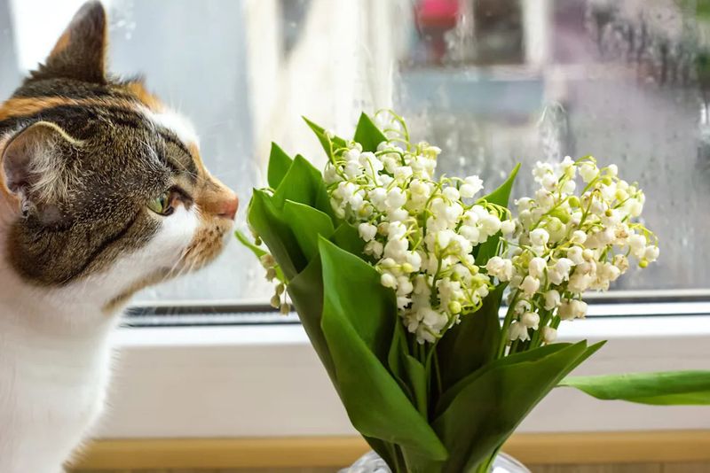 Treat vase water as a precaution, not a measured dose