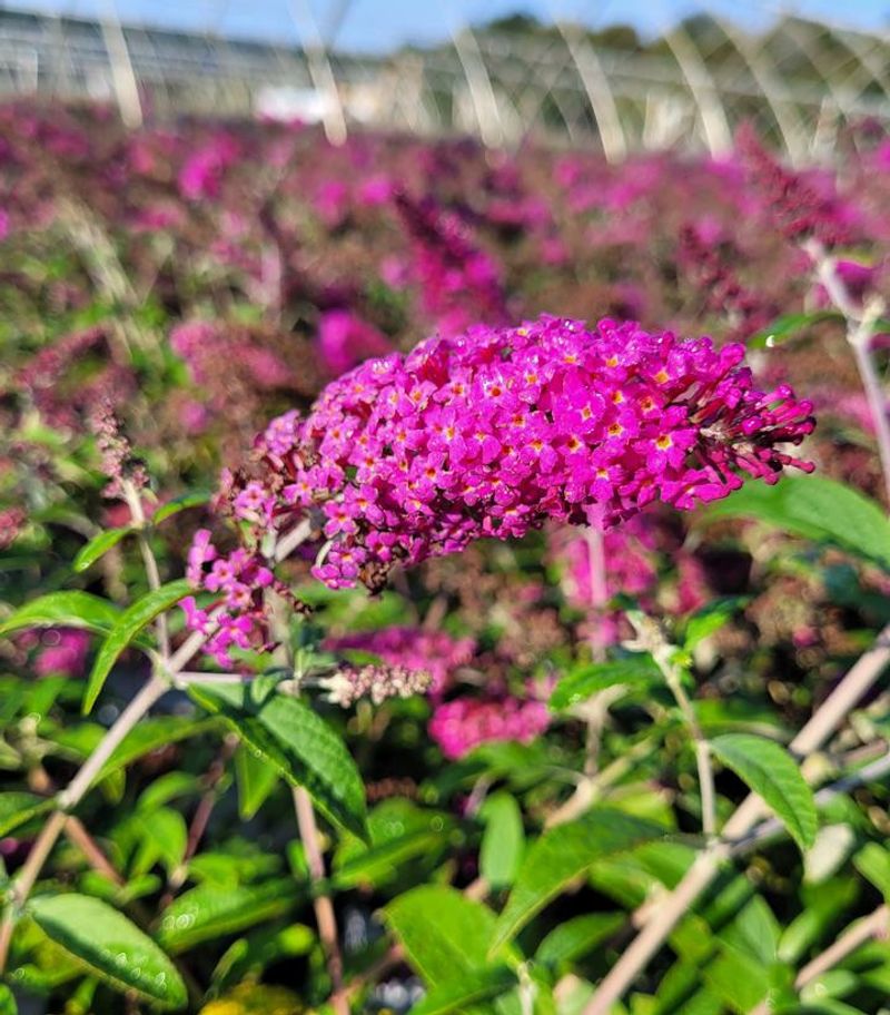 Butterfly Bush 'Miss Ruby'