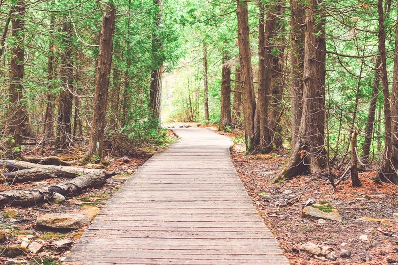 A walk in nature may feel restorative for other reasons