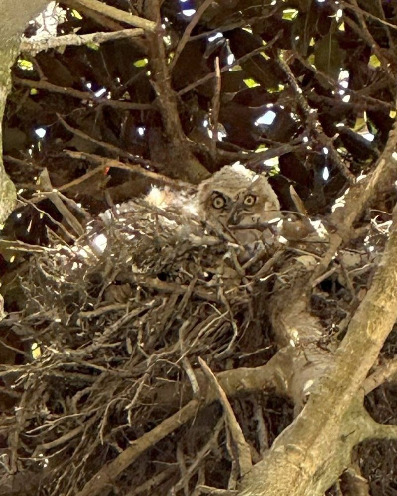 Use precise legal guidance when nests or trees are involved