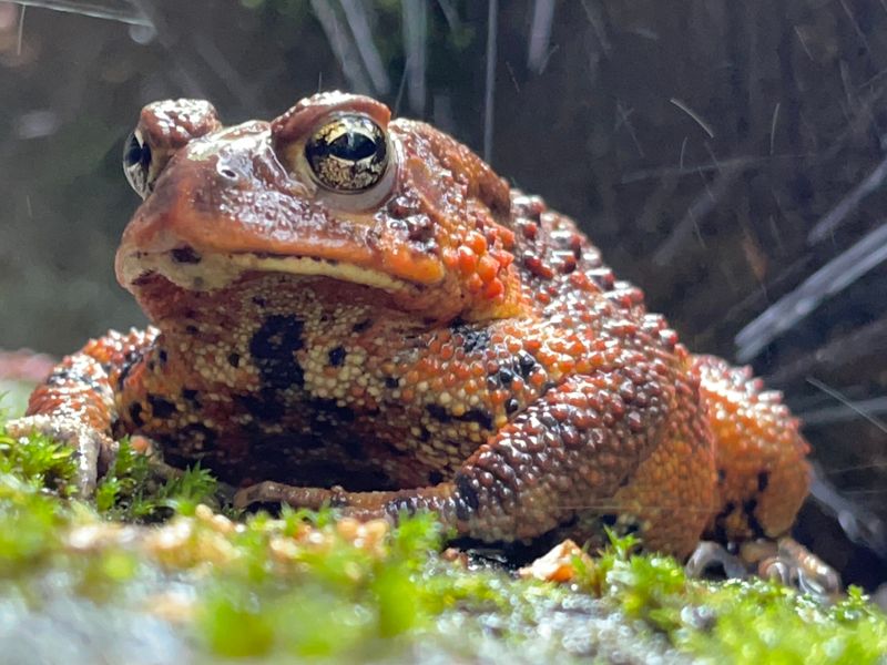 Why One Toad Cannot Measure Your Pest Balance