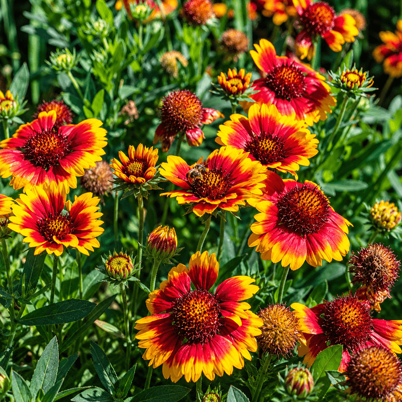 Blanket Flower