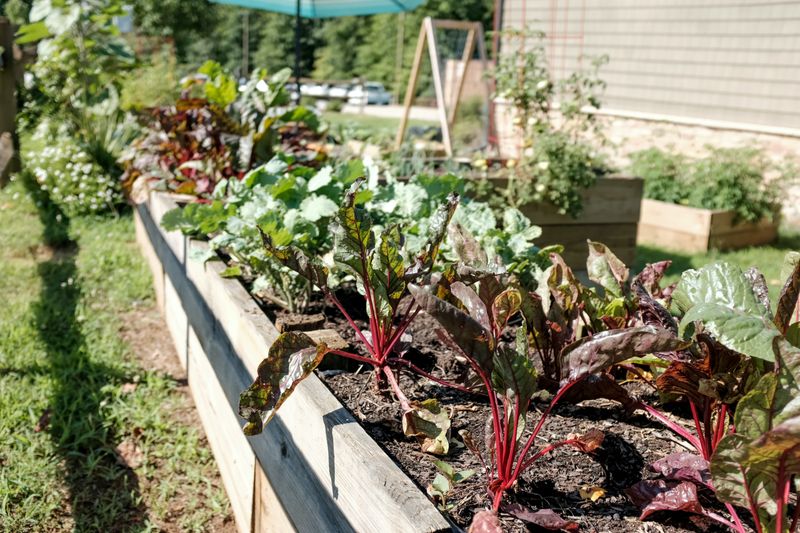 A timed intercrop can make a fall bed work harder