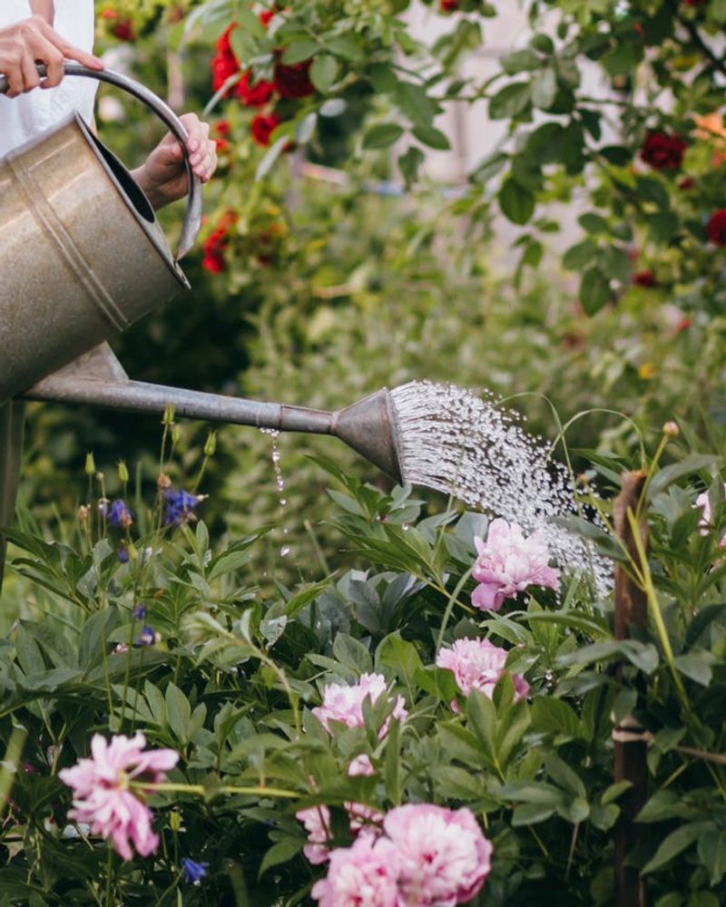 Water when dry, but do not feed by reflex