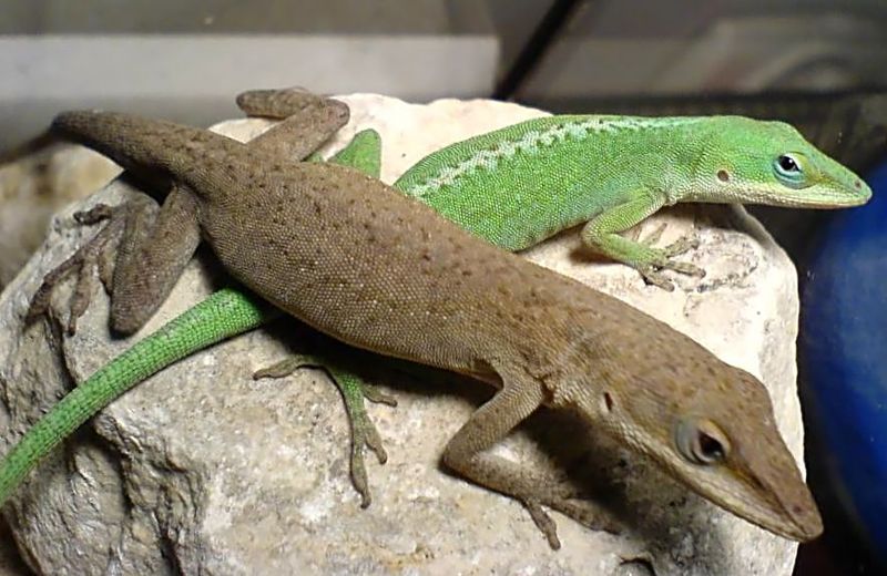 Do Not Mistake a Brown Phase for a Brown Anole