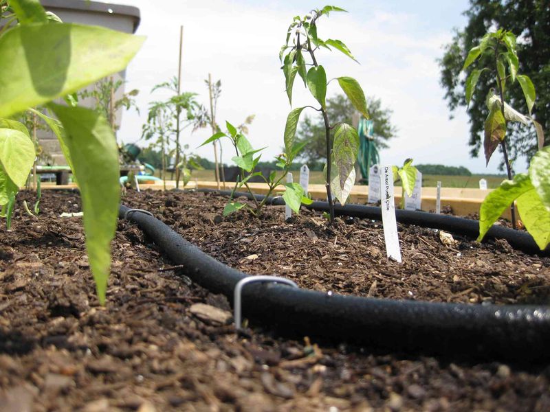 Keep Leaves Dry If You Water at Night