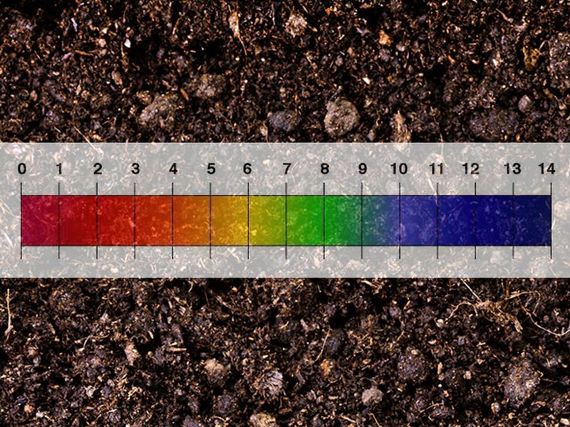 Maintain Slightly Acidic to Neutral Soil pH