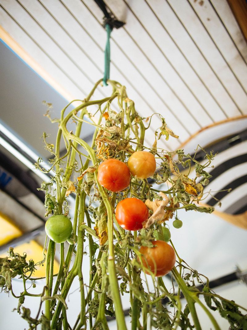 Harvest Tomatoes When Slightly Underripe