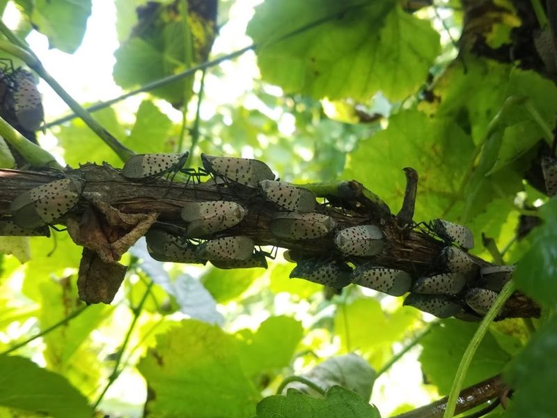 Why This Planthopper Matters to a Backyard
